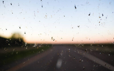 Comment éviter que les insectes collent au pare-brise ?