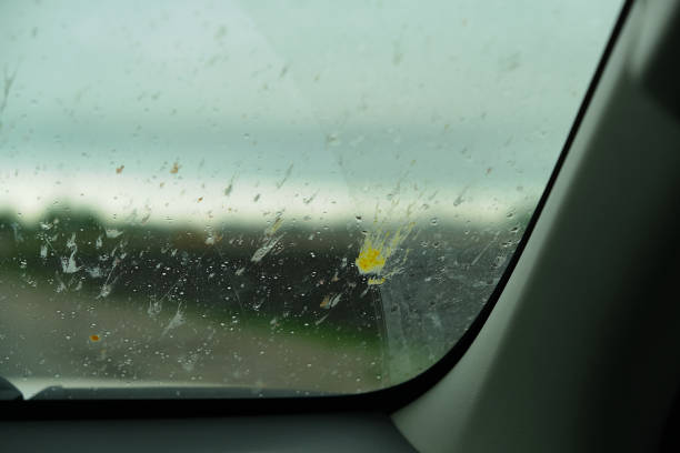 moustiques voiture